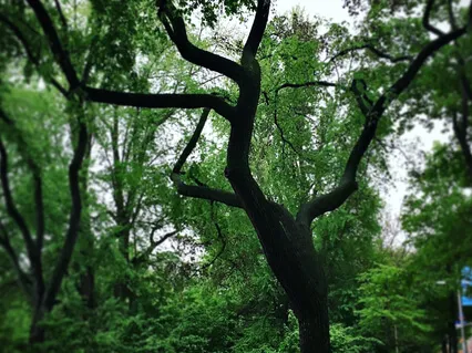 Brief Grounding Imagery Meditation  