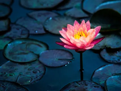 Brief Loving Kindness Practice