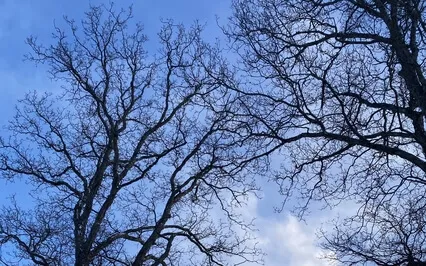 Brief Mindfulness Of Breath Practice