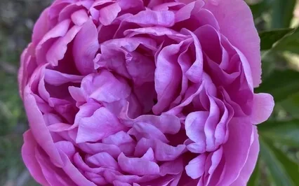 Brief Mindfulness Of Emotions