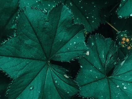 Brief Moment Of Bliss: Singing Bowls And Nature