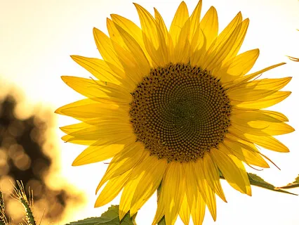 Connect To Your Body- Brief Seated Meditation