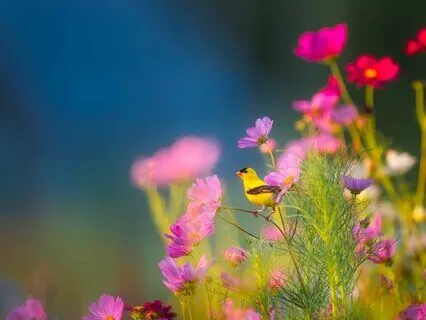 Bright Morning: Uplifting Flute, Birds, Hums, Harp & Bells