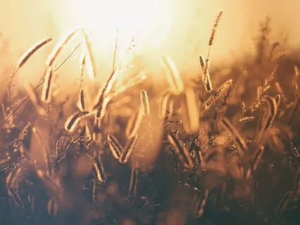 Bringing Mindful Attention To The Breath And Body