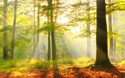 Bringing Your Beginner's Mind