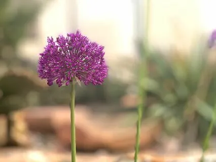 Brow Chakra Meditation- Intuition Spiritual Awakening