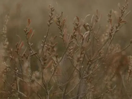 Brown Noise - 9 Hour Soundscape