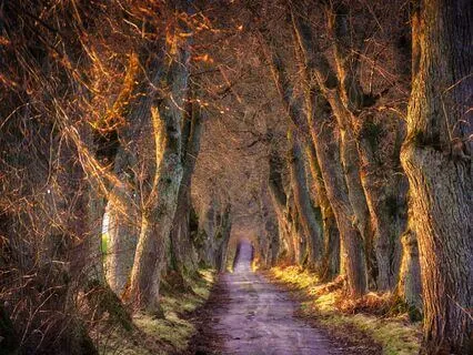 Brown Noise: A Warm Embrace for Your Senses