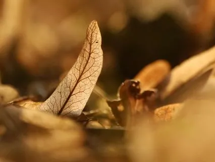 Brown Noise | Almost Music | The Brown Noise Collection