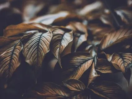 Brown Noise For Relaxation