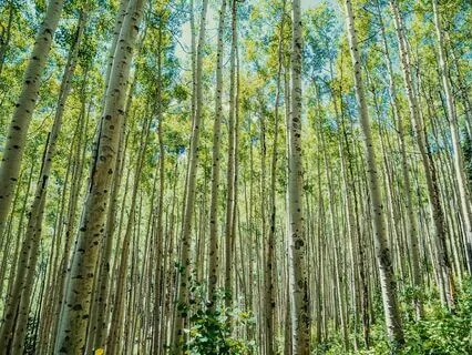 Brown Noise - Relaxation