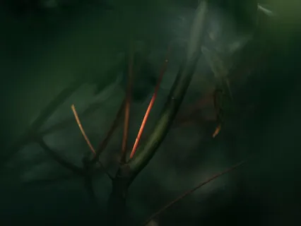 Bruguiera Gymnorhiza