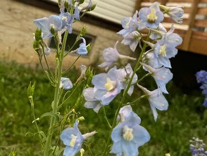 Bubbles Inner Child Work