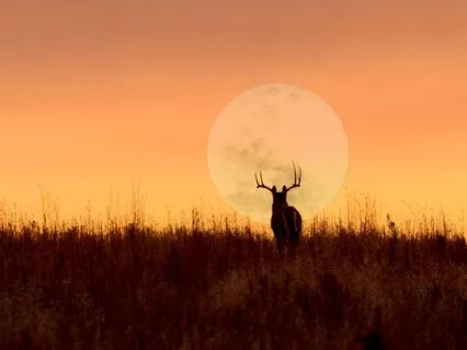 Buck Full Moon Magic: July Full Moon In Capricorn