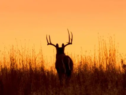 Buck Moon Meditation: Stop Proving. Start Becoming.