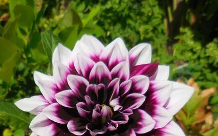 Buddha's Four Noble Truths