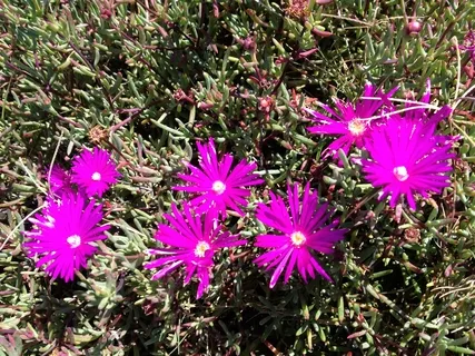 Buddhism & 12 Steps: Right Effort