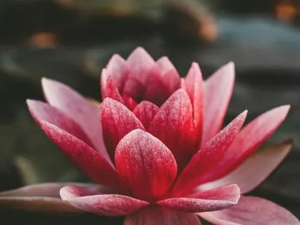 Buddhist Bits: Mindful Check-Ins Throughout Your Day