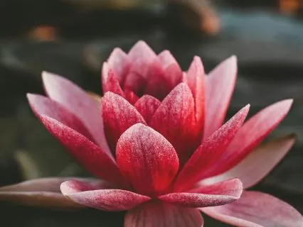 Buddhist Bits: Show Love By Being Your Genuine Self