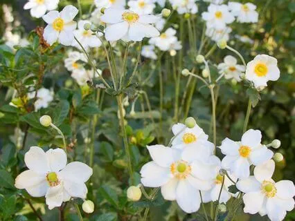 Buddhist Meditation To Help During COVID19
