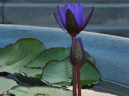 Buddhist Practices for Everyday Living: Awakening