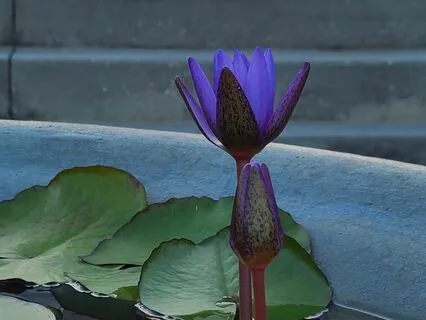 Buddhist Practices For Everyday Living: Developing Happiness