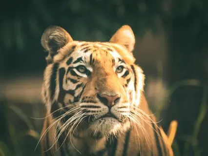 Bedtime Story: The Prince And The Tigress