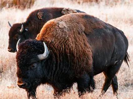 Buffalo Spirit Animal
