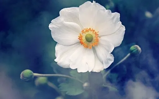 Building Focused Attention With Breath Work & Self-Havening