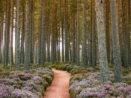 Building Momentum Meditation