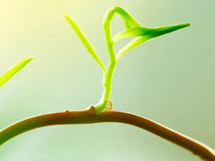 Building Nervous System Capacity