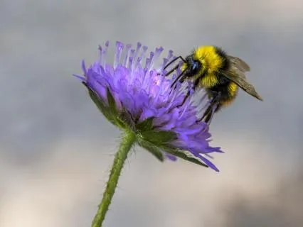 Bumble Bee Breath For Stress Relief, Intuition And Peace