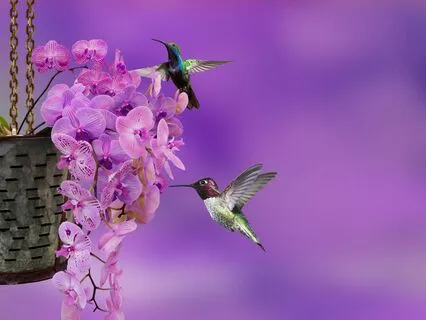 Bumblebee Breath And Sound