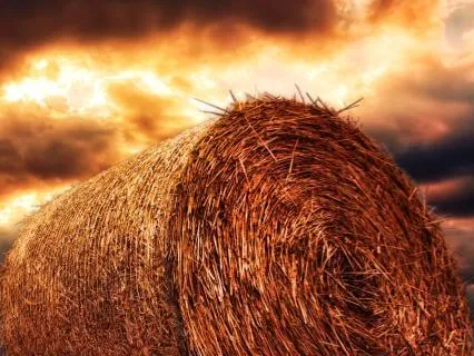 Burlap And Hay