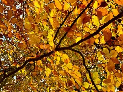 Burning Of The Body Image