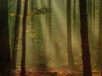 Burnout (2 Of 3): Meditation For Healing With Nature