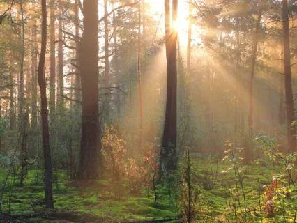 Burnout Meditation With Affirmations