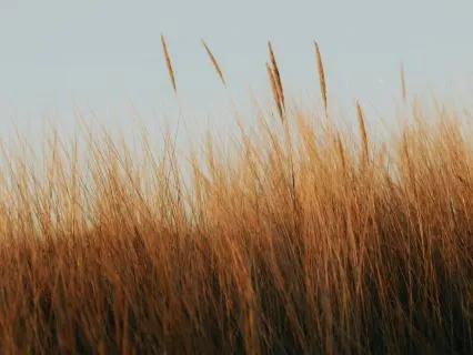 Burnout Prevention: A Midday Reset