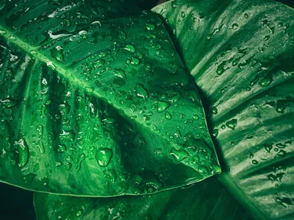 Help Bring Rain To Extinguish Bush Fires I