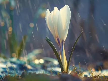 Help Extinguish Bush Fires II