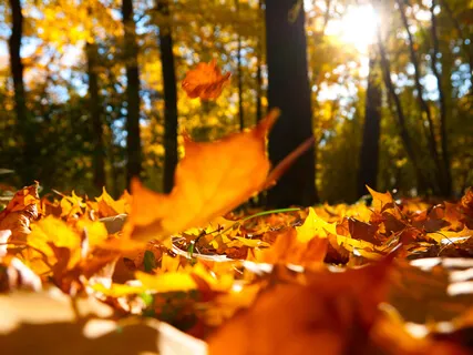 Business Activation & Expansion Practice 