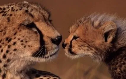 Busy Parents Compassion Meditation