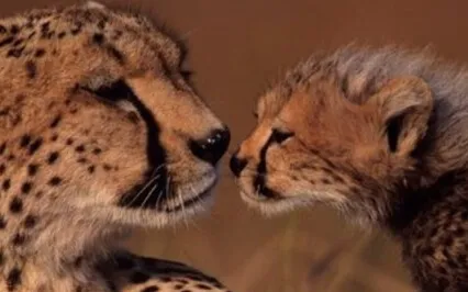 Busy Parents Mindful Listening 