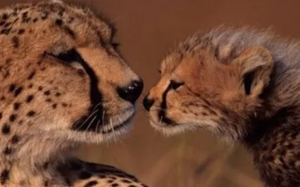 Busy Parents Mindful Movement Meditation