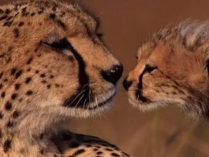 Busy Parents Mindfulness Of Thoughts