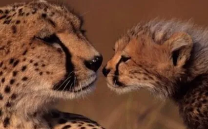 Busy Parents Relaxation Meditation 