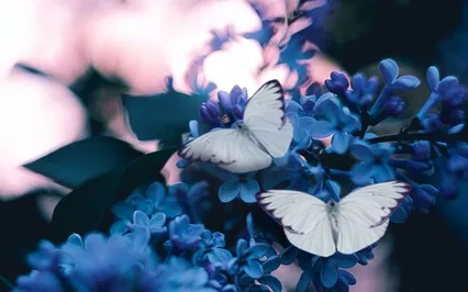 Butterflies Meditation For Fertility