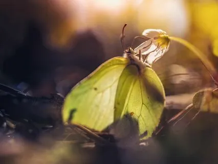 Butterfly (Arise & Pass) | Calming Guitar Piano LoFi Beats