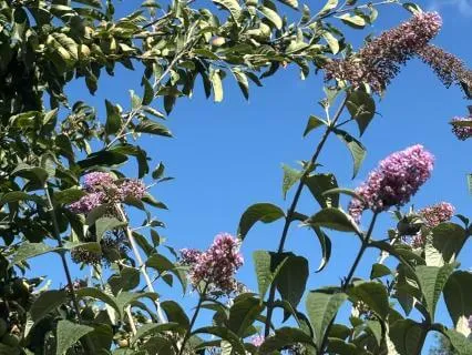 Butterfly Bliss 1 Minute Reset In Nature