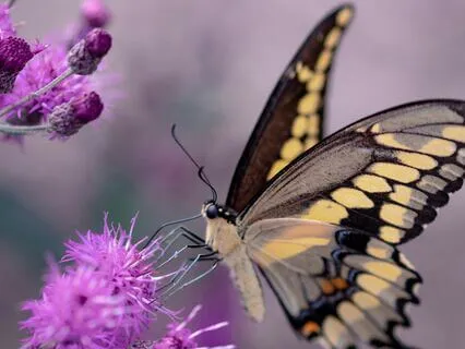 Butterfly Breathing Children's Breathwork